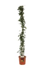 rosa santana rampicante
