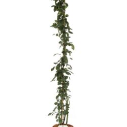 rosa santana rampicante