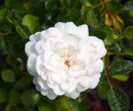 rosa sea foam 1