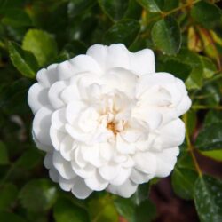 rosa sea foam 1