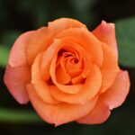 rosa super star