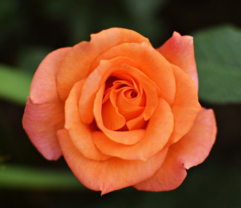 rosa super star rosa super star