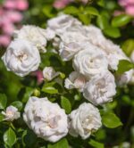 rosa tantau cityflor paesaggistica 1