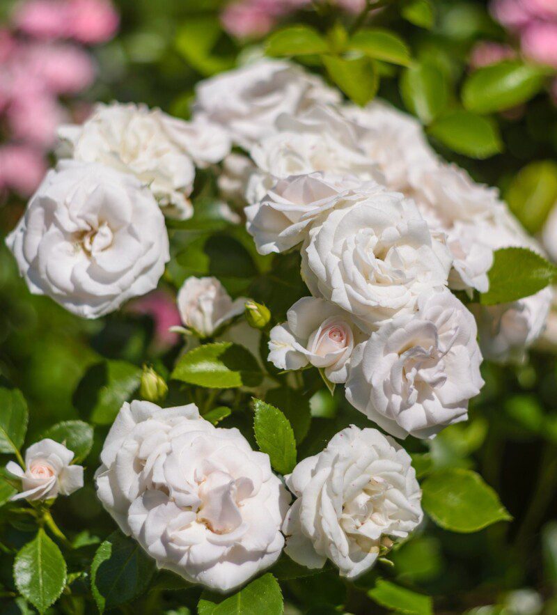 rosa tantau cityflor paesaggistica 1 rosa tantau cityflor paesaggistica 1