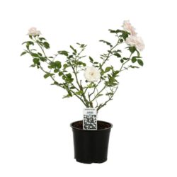 rosa tantau cityflor paesaggistica