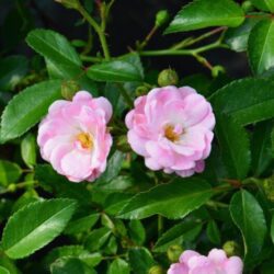 rosa the fairy 1