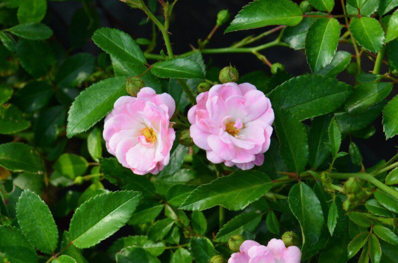 rosa the fairy 1 rosa the fairy 1