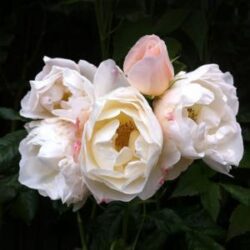rosa uetersener klosterrose rampicante 1