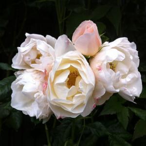 rosa uetersener klosterrose rampicante 1 rosa uetersener klosterrose rampicante 1
