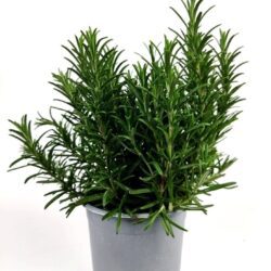 rosmarinus officinalis rosmarino