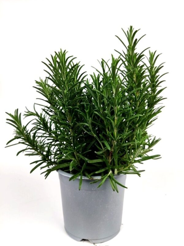rosmarinus officinalis rosmarino