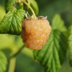rubus idaeus golden everest lampone