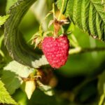 rubus idaeus himbotop albicocco