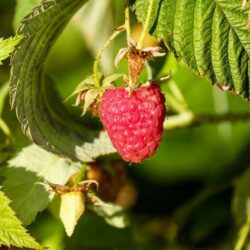 rubus idaeus himbotop albicocco