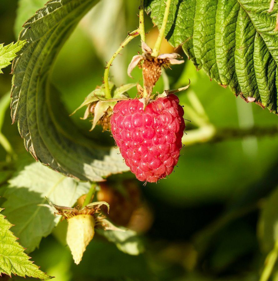 rubus idaeus himbotop albicocco rubus idaeus himbotop albicocco