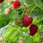 rubus idaeus malling promise lampone
