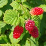 rubus idaeus tayberry mora lampone 1