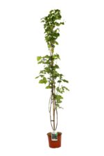 rubus idaeus tayberry mora lampone