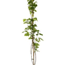 rubus idaeus tayberry mora lampone