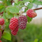 rubus idaeus tulameen lampone