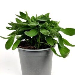 salvia officinalis salvia a foglia stretta