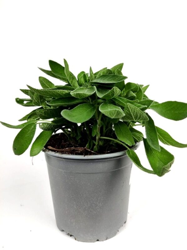 salvia officinalis salvia a foglia stretta