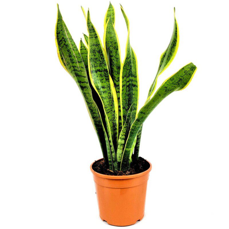 sansevieria trifasciata laurentii 1 sansevieria trifasciata laurentii 1