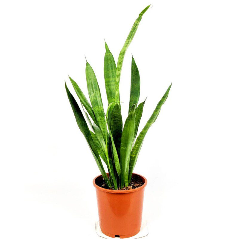 sansevieria zeylanica 1 sansevieria zeylanica 1