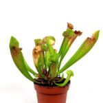 sarracenia 1