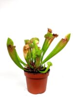 sarracenia 1