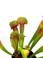 sarracenia