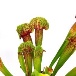 sarracenia