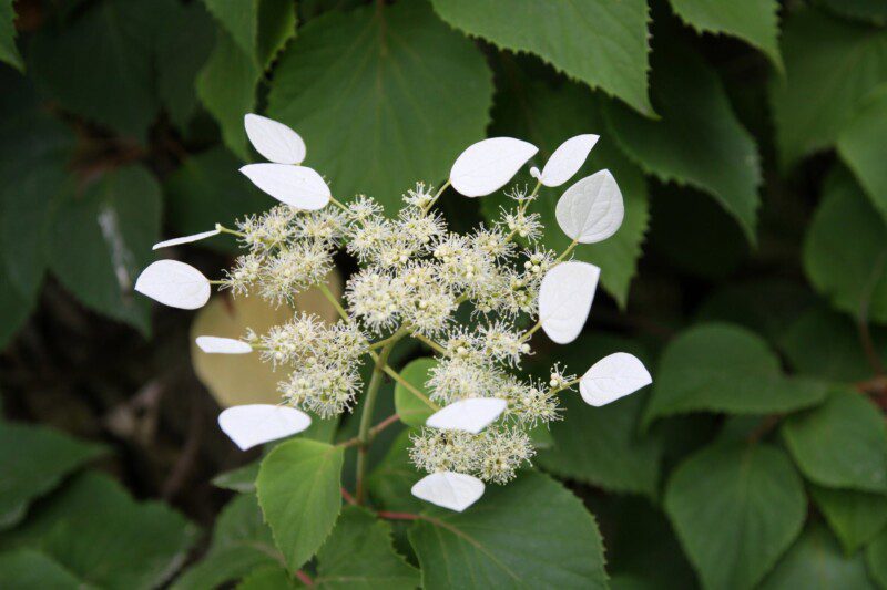 schizophragma hydrangeoides moonlight ortensia
