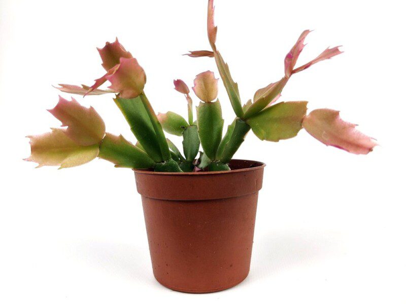 schlumbergera truncata schlumbergera truncata