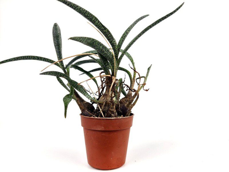 scilla socialis miner