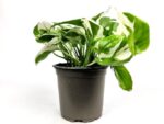 scindapsus pothos 1