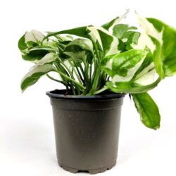 scindapsus pothos 1