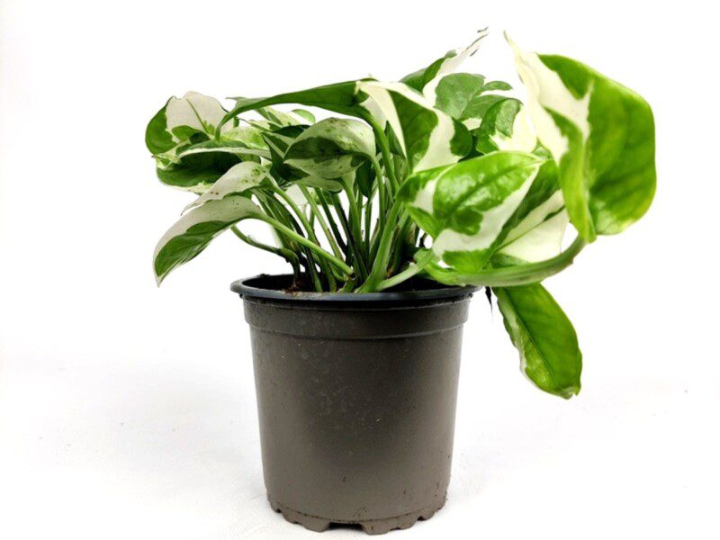 scindapsus pothos 1 scindapsus pothos 1