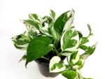 scindapsus pothos