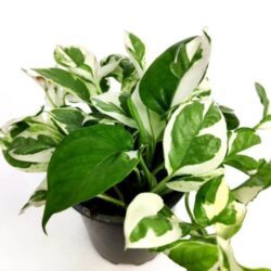 scindapsus pothos
