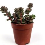 sedum rubrotinctum