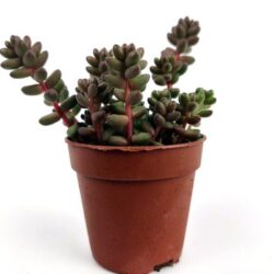 sedum rubrotinctum