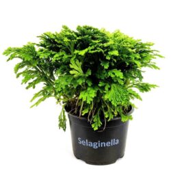 selaginella martensii 1