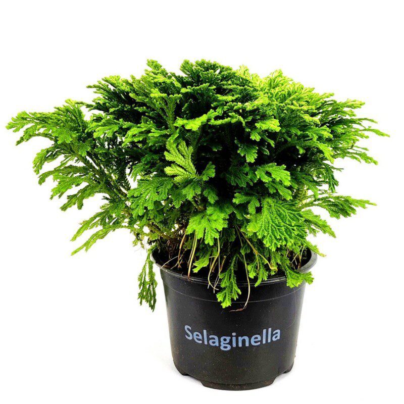 selaginella martensii 1