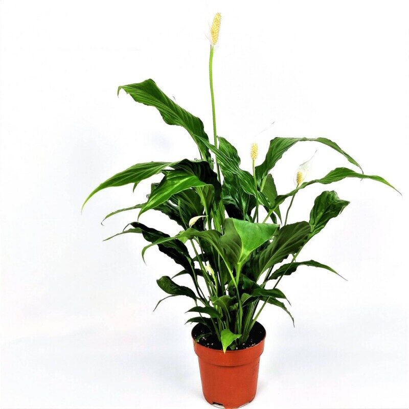 spathiphyllum spatifillo 1