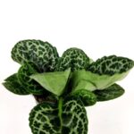 streptocarpus pretty turtle