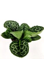 streptocarpus pretty turtle