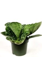 streptocarpus pretty turtle 2