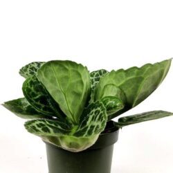 streptocarpus pretty turtle 2