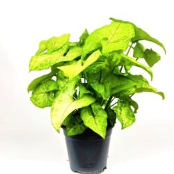 syngonium golden